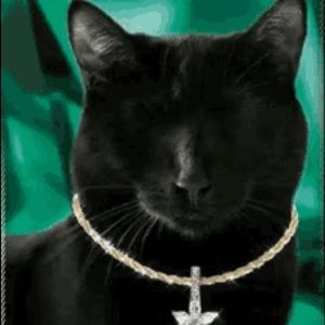 Meet your Posher, Phoebe